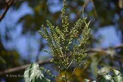 Lepisanthes rubiginosa